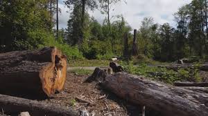 Best Firewood Processing and Delivery  in Estero, FL